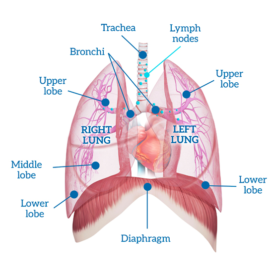 A diagram of a lung